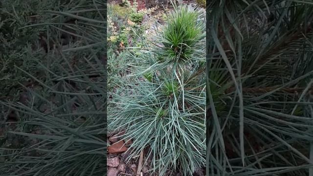 ? Сосна обыкновенная Глобоза Виридис ? Pinus sylvestris Globosa Viridis ? смотреть онлайн