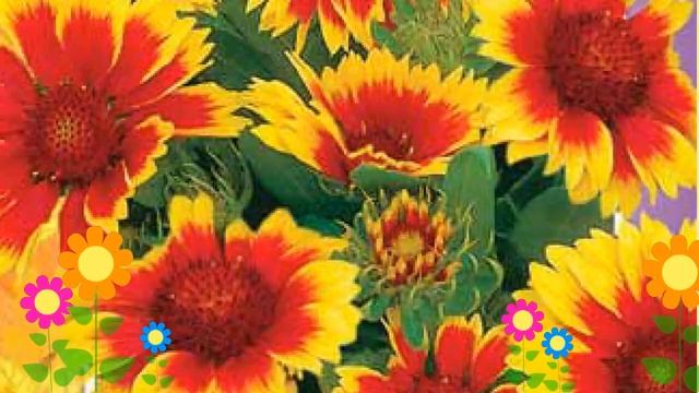 Гайлардия остистая Бремен (Бремен). Краткий обзор, описание характеристик, где купить семена смотреть онлайн