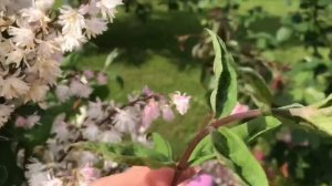 Самый пышно цветущий кустарник!! Дейция шершавая !!