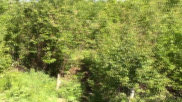 Как это было! Бугры+Мурино ! Вертодромы RDA+RAFA смотреть онлайн