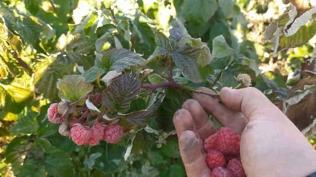 Малина Жозефина 21. 09.2021 смотреть онлайн