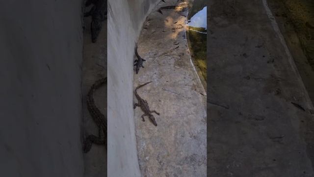 MAMBA VILLAGE(CROCODILE FARM) VLOG| MOMBASA AMUSEMENT PARKS| KIDS DAY OUT|python snakes found too? смотреть онлайн