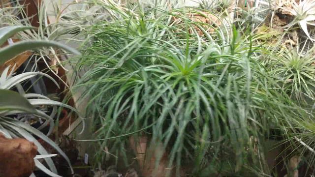 1株から栽培を始めて約9年のエアープランツ(Tillandsia stricta)※非売品 смотреть онлайн
