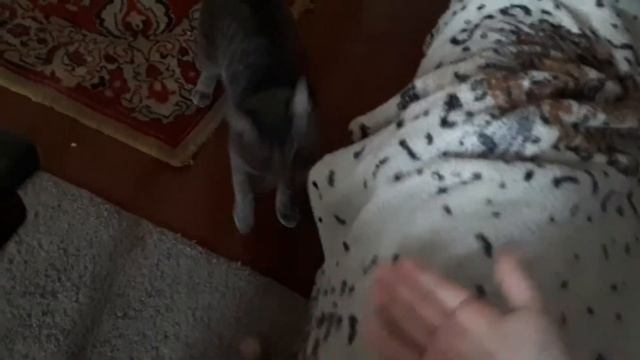 СМЕШНЫЕ ЖИВОТНЫЕ, ПРИКОЛЫ, Кошка приносит игрушку-спонжик, как собачка!) смотреть онлайн