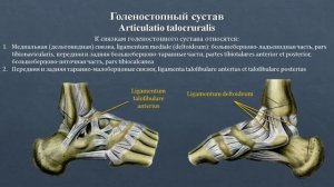 Анатомия голеностопного сустава: строение, классификация, фиксирующий аппарат, движения