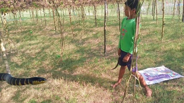 Anaconda Snake 3 real life || Snake vedeo || Saap Wala vedeo | смотреть онлайн