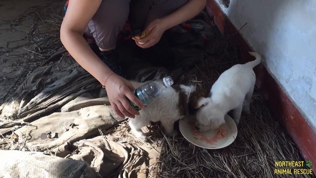 Stray puppy leads rescuers to his buddy смотреть онлайн