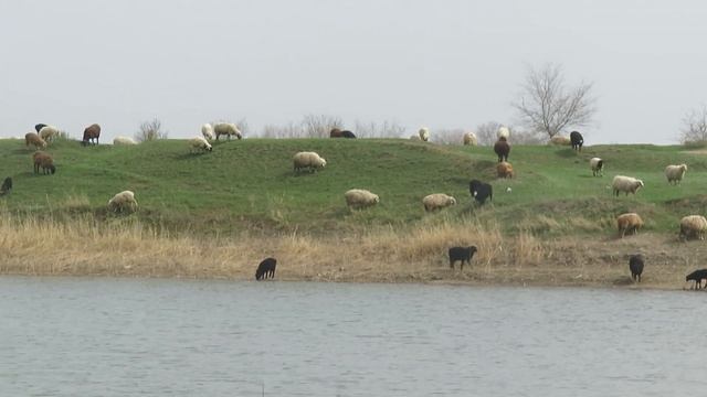 Стадо овец у водопоя. Река Аксай Курмоярский. Район г. Котельниково Волгоградской области. смотреть онлайн