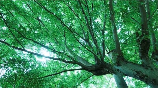 Ho’oponopono Relaxing Music/ Healing/ Wish Fulfilling/ Law Of Attraction