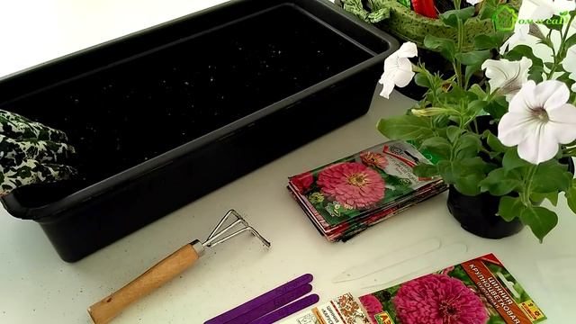 Выращивание рассады ЦИНИИ из семян