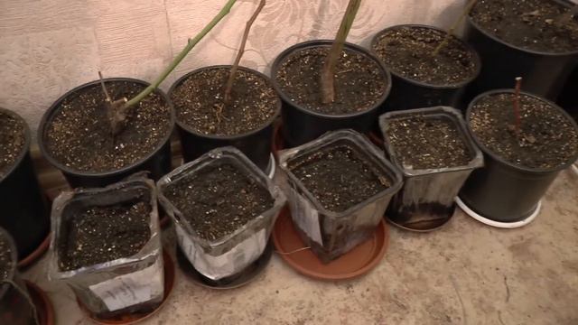 Мои новые сорта бесшипной ежевики. смотреть онлайн