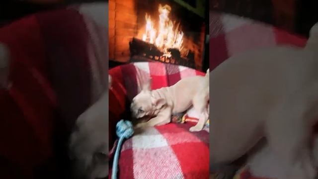 Щенок французского бульдога лилово палевая девочка. смотреть онлайн