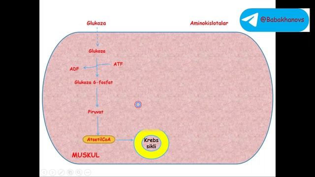 Biokimyoga kirish. Umumiy energiya metabolizmi (animatsion) смотреть онлайн