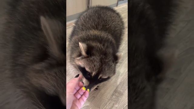 Звуки Енота смотреть онлайн