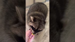 Звуки Енота