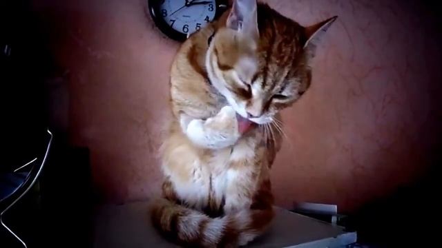 Песенка про умывание смотреть онлайн