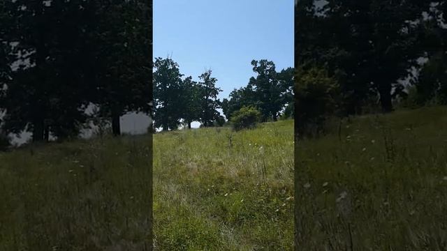 Жабник смотреть онлайн