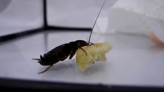 Oriental Cockroaches ( Blatta Orientalis ) Eating