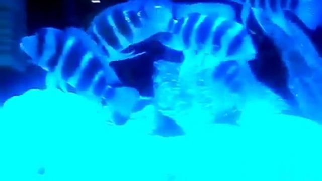 Видео. Экзотические рыбки, полосатики. смотреть онлайн