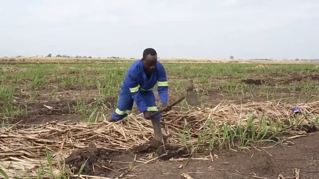 Phata Sugar Cooperative - Malawi