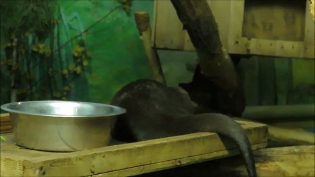 Азиатские бескоготные выдры и их подросшие детёныши 02.12.2022 смотреть онлайн