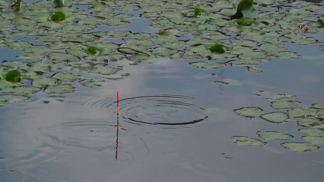 Поклевки на Поплавочную удочку, Подводная съемка. Рыбалка на Озере. Fishing angeln la pesca câu cá смотреть онлайн