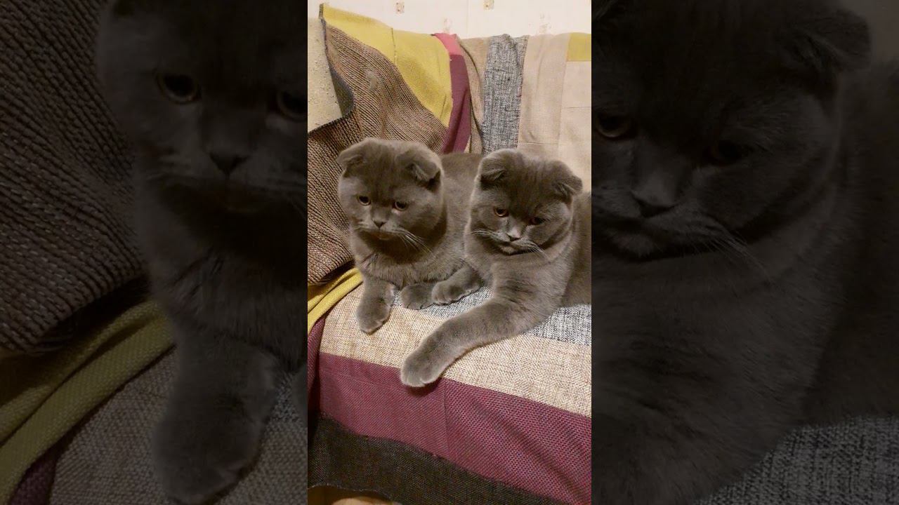 какие же они красавцы... смотреть онлайн