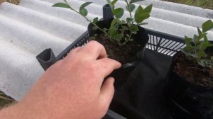 Голубика в биогумусе