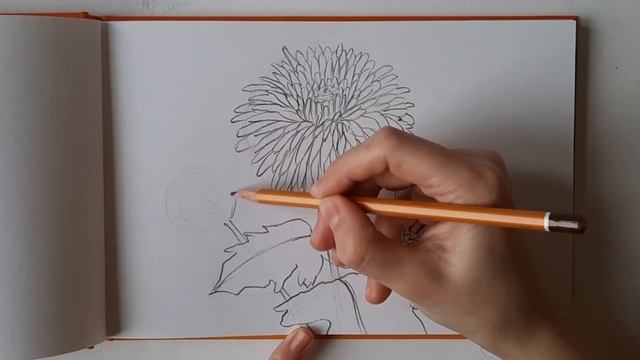Хризантема простым карандашом. Как нарисовать цветок простым карандашом смотреть онлайн