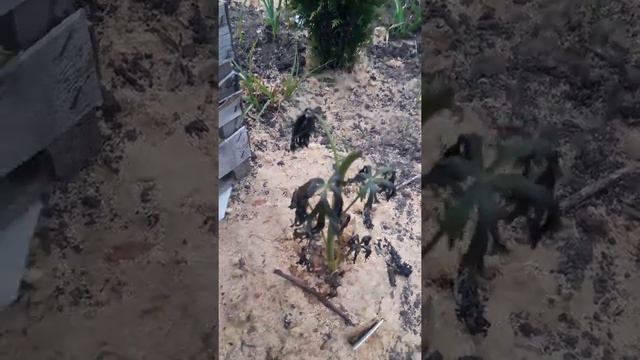 после заморозков смотреть онлайн
