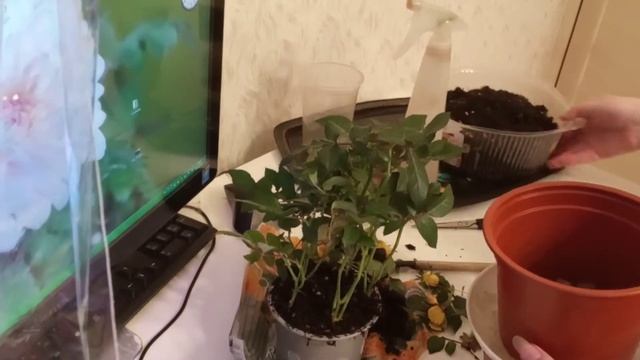 Самая щадящая пересадка купленной комнатной розы смотреть онлайн