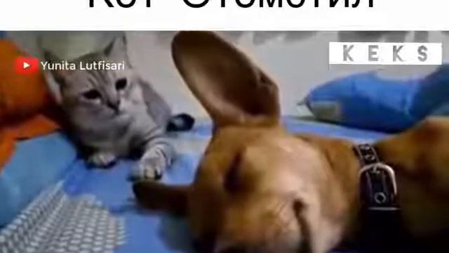 Кот Отомстил смотреть онлайн