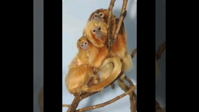 САМЫЕ МИЛЫЕ ЖИВОТНЫЕ 2 ЧАСТЬ смотреть онлайн