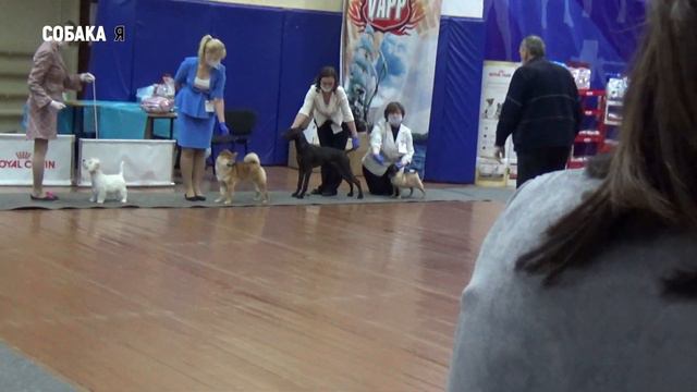 Беби | Выставка собак Поморская зима | Собака я смотреть онлайн