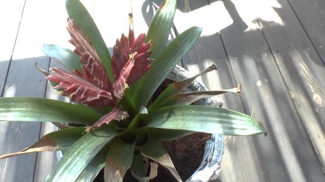 Vriesea - grow & care, great houseplant смотреть онлайн