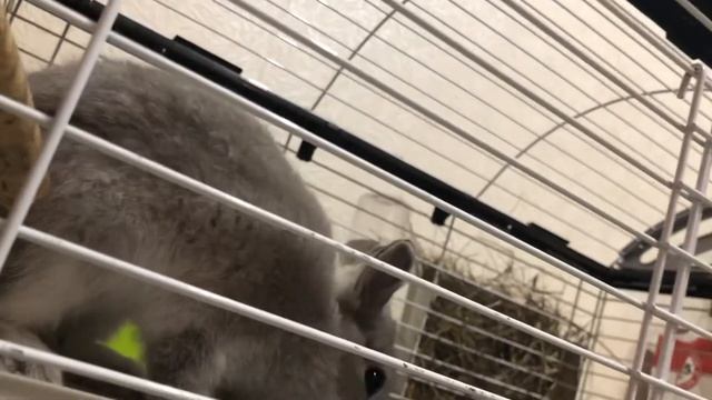 Кролик грызёт клетку #нидерландский кролик смотреть онлайн