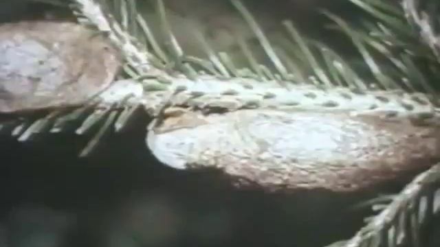 Сибирский шелкопряд. Вредители леса. смотреть онлайн