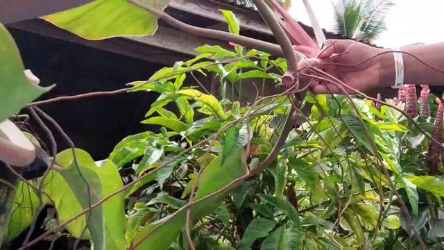 How to Top Cut Philodendron Prince of Orange... смотреть онлайн