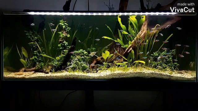 jungle aquarium style смотреть онлайн