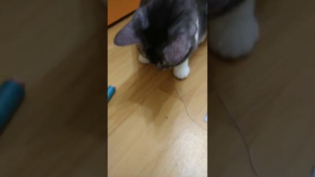 Как сшить одежду взрослой кошке? смотрите это видео! смотреть онлайн