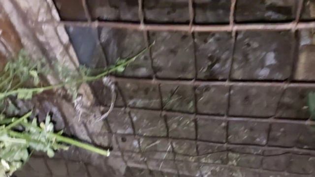 ВОТ ЭТО ПОГОДКА! НИЧЕГО НЕЛЬЗЯ СДЕЛАТЬ. 01.08.23 смотреть онлайн