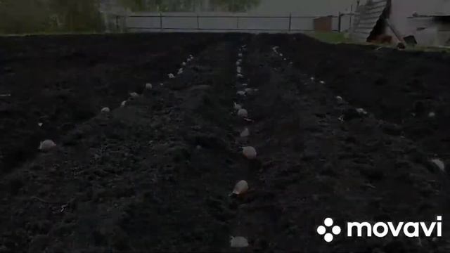 Как одному посадить картошку имея мотоблок, окучник и пару свободных рук) смотреть онлайн