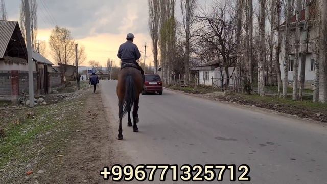 Аттын ЧОҢУН Сайдилла аке көрсөттү 😱Ат экен го жаныбар 🔥 сыны күчтүү смотреть онлайн