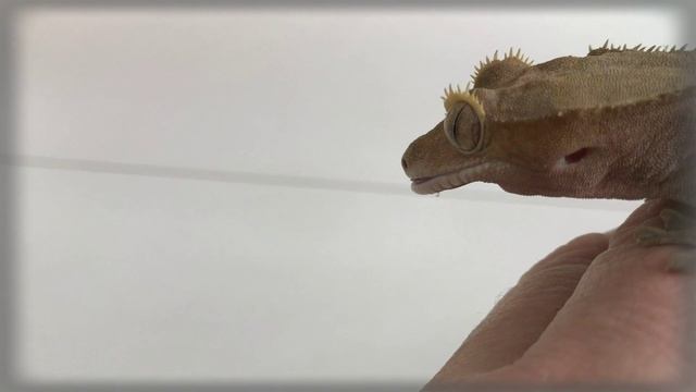 Реснитчатый бананоед - геккон смотреть онлайн
