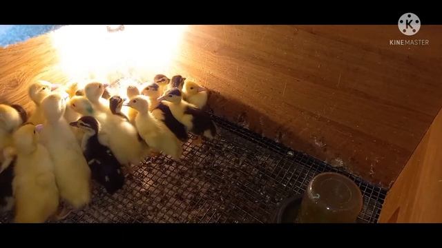 Утята, много утят