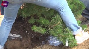 Ландшафтный дизайн в скандинавском стиле. Как использовать крупные камни в ландшафте