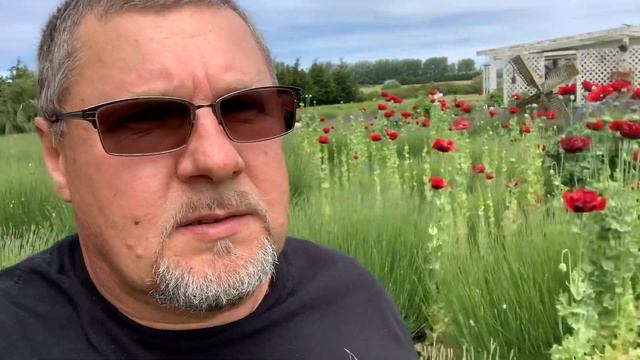 Штат Вашингтон, среди цветов и зверей . город Секим ( Sequim). смотреть онлайн