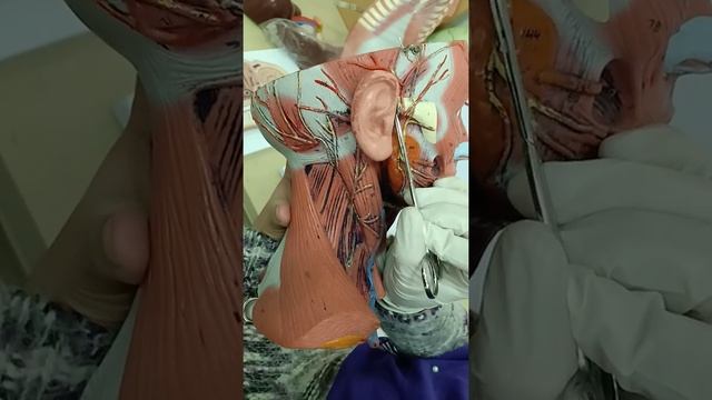 Practical Anatomy - GIT Module - Salivary Glands - Head Model смотреть онлайн