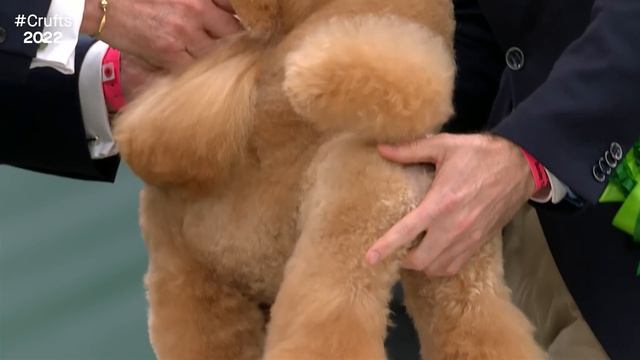 Best In Show And Presentation at Crufts 2022 смотреть онлайн