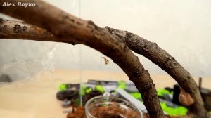 Как Богомол охотится на таракана, муху, кузнечика и осу!